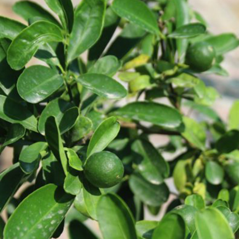 Citrus Bin Zaheer - Image 3