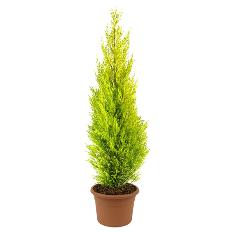 Cupressus Macrocarpon (Gold Crest) - Image 3