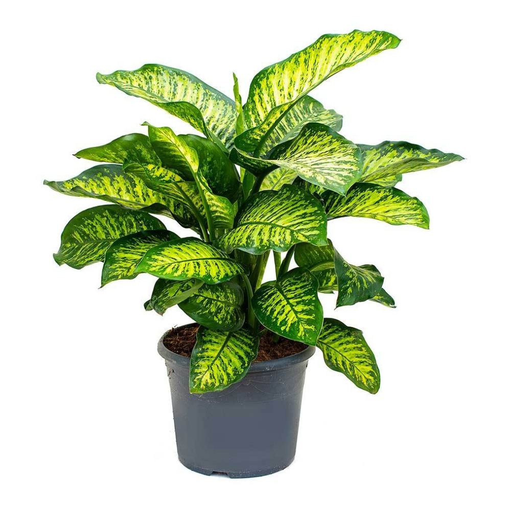 Dieffenbachia Maroba