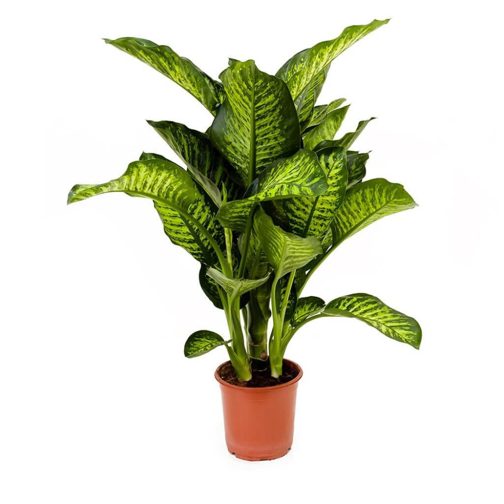 Dieffenbachia Maroba - Image 3