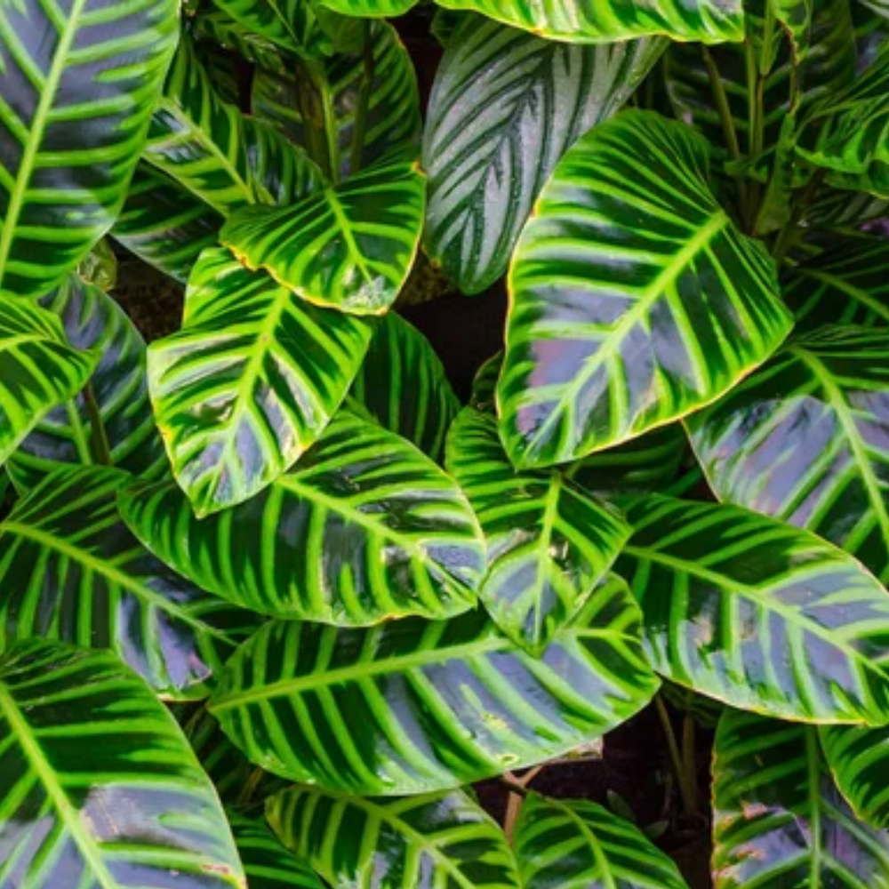 Dieffenbachia Maroba - Image 2