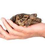 Hermann Tortoise (Hermann)