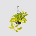Neon Pothos Hanging (Pothos)