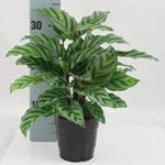 Calathea Freddy (Calathea Goeppertia)