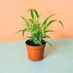 Spider Plant Ocean Mini (Chlorophytum Comosum)