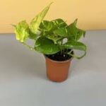 Golden Pothos Mini (Pothos)