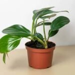 Philodendron Dragon Tail (Epipremnum Pinnatum – Dragons Tail)