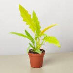Philodendron Ring of Fire Gold (Philodendron)