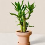 Striped Lucky Bamboo (Lucky Bamboo)