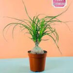 Ponytail Dwarf Palm (Beaucarnea recurvata)