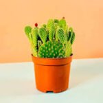 Bunny Ear Yellow Cactus (Cactus)