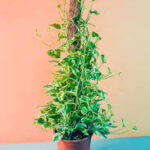 Epipremnum N Joy Tall