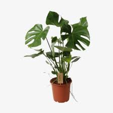 Monstera Pertusum 3