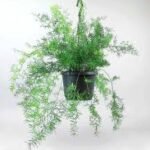 Asparagus Fern Hanging (Asparagus Densiflorus 'Srengeri')