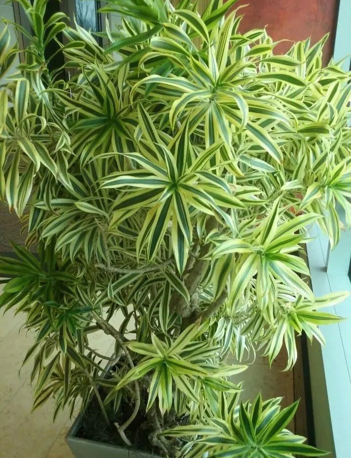 Giant Song of India (Dracaena Reflexa)