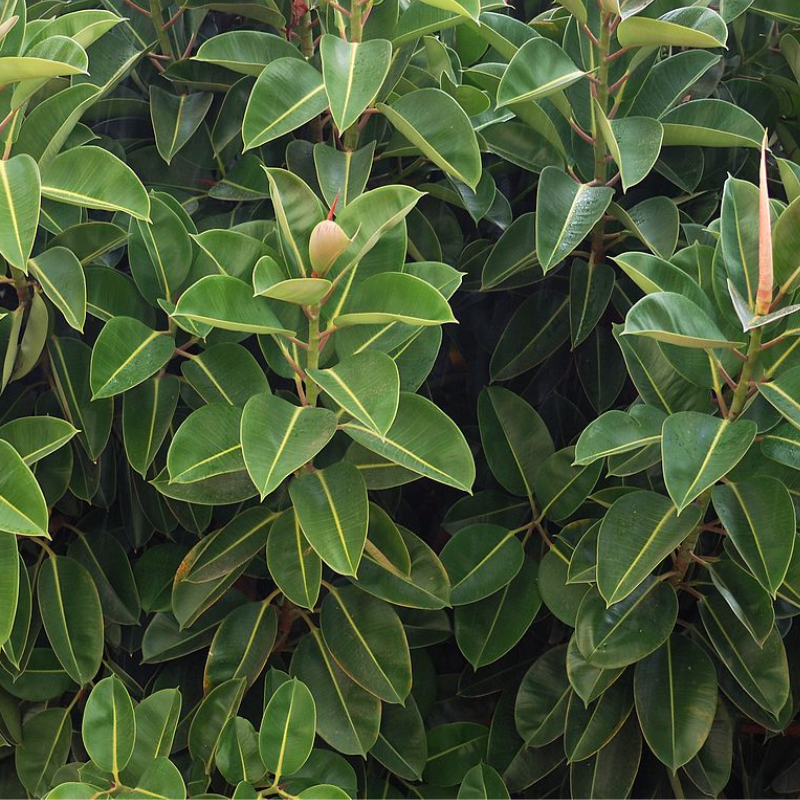 Ficus Steps – One/Two/Three/Four Step - Image 2