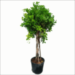Ficus Twisted – Single Head
