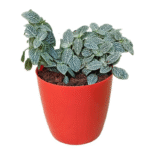Fittonia – Nerve Plant (Mosaic Plant)