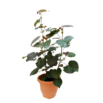 Hibiscus Tiliaceus Rubra