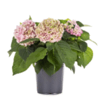 Hydrangea