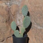 Fig Optunia Cactus (Opuntia ficus-indica)