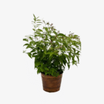 Jasmine Nitidum