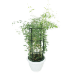 Jasminum Grandiflora