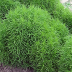 Kochia Scoparia