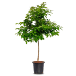 Lime Spanish