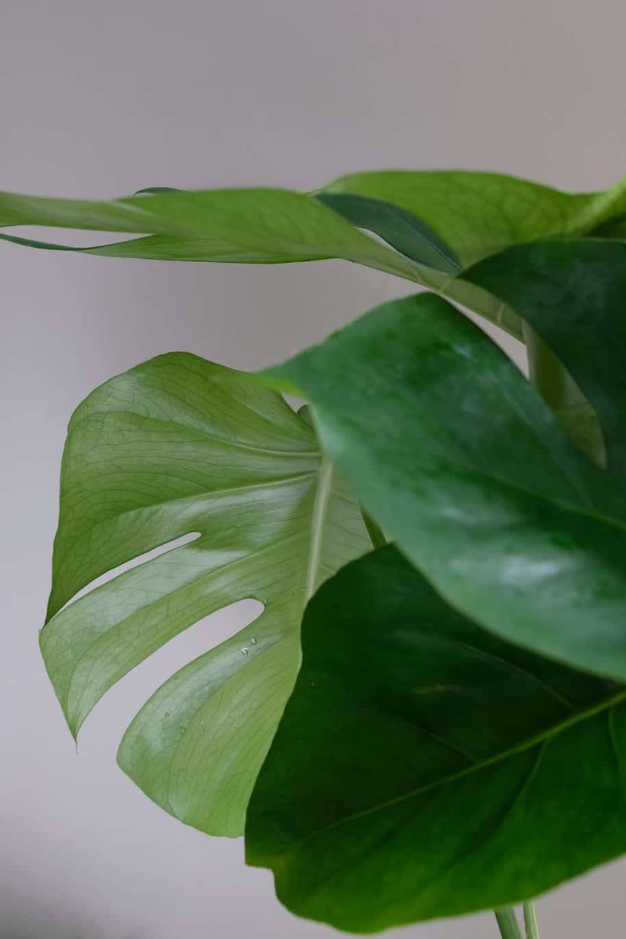Monstera Deliciosa (Monstera) - Image 2
