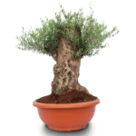 Olea Europea Bonsa