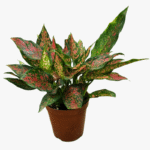 Aglaonema – Red Valentine