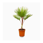 Red Latania Palm