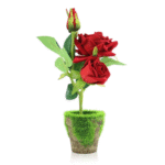 Rose Spain