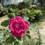 Rose Sultani