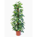 Schefflera (Gold)