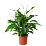 Spathiphyllum