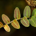 Terrarium Plant Cuttings (Fittonia Albiveins)