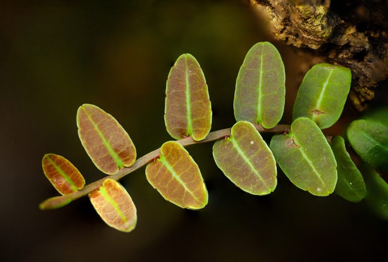 Terrarium Plant Cuttings (Fittonia Albiveins)