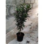 Xanthophyllum