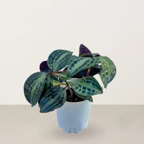 Seersucker Plant (Geogenanthus poeppigii)