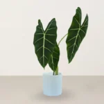 Green Velvet Alocasia (Alocasia micholitziana ‘Sanderiana’)