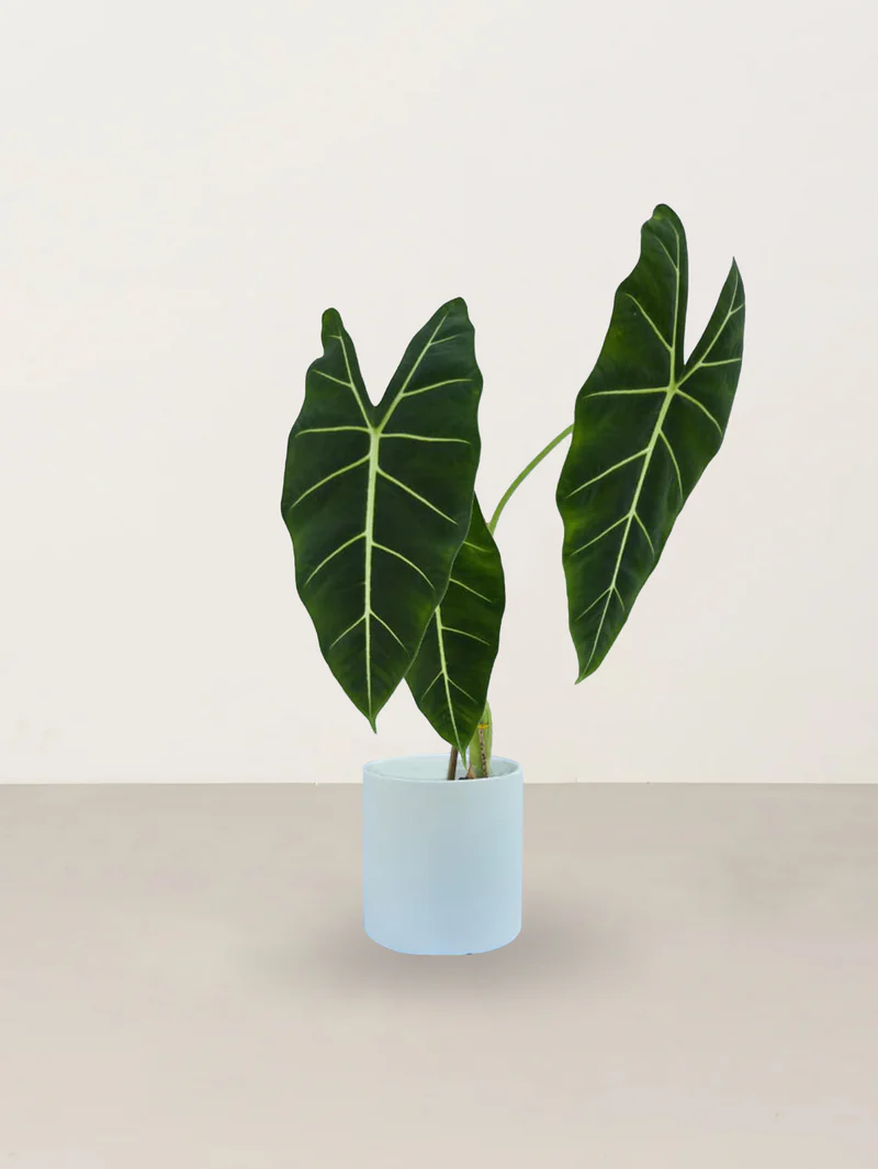 Green Velvet Alocasia (Alocasia micholitziana ‘Sanderiana’)
