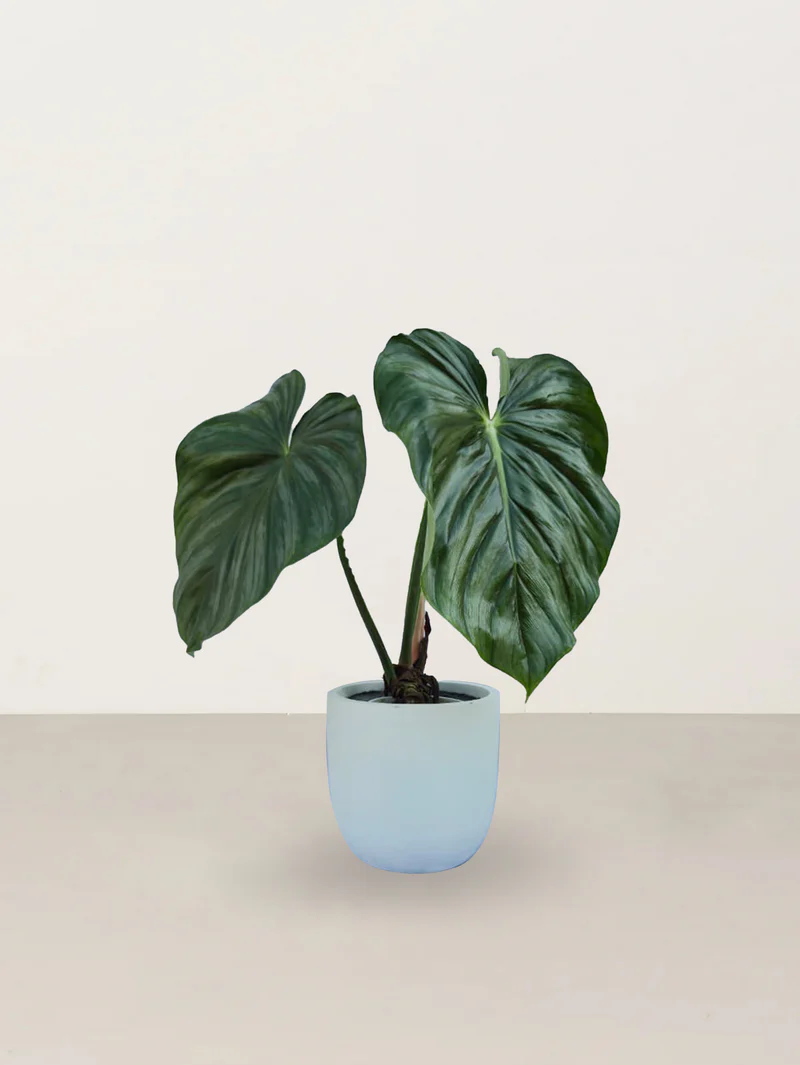 Queen of Hearts (Homalomena rubescens)