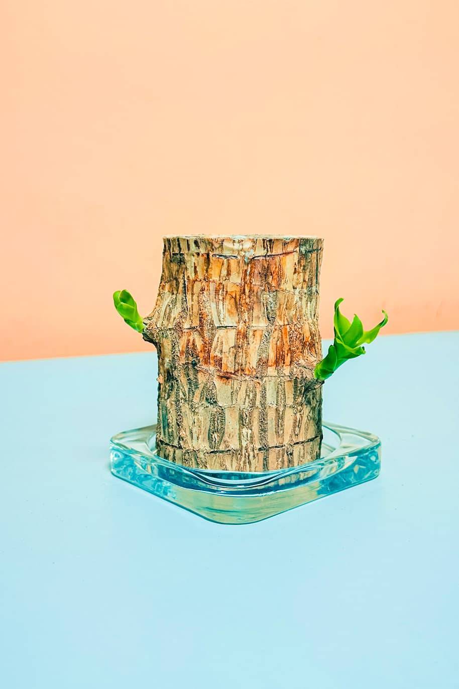 Brazilian Lucky Wood (Dracaena massangeana)