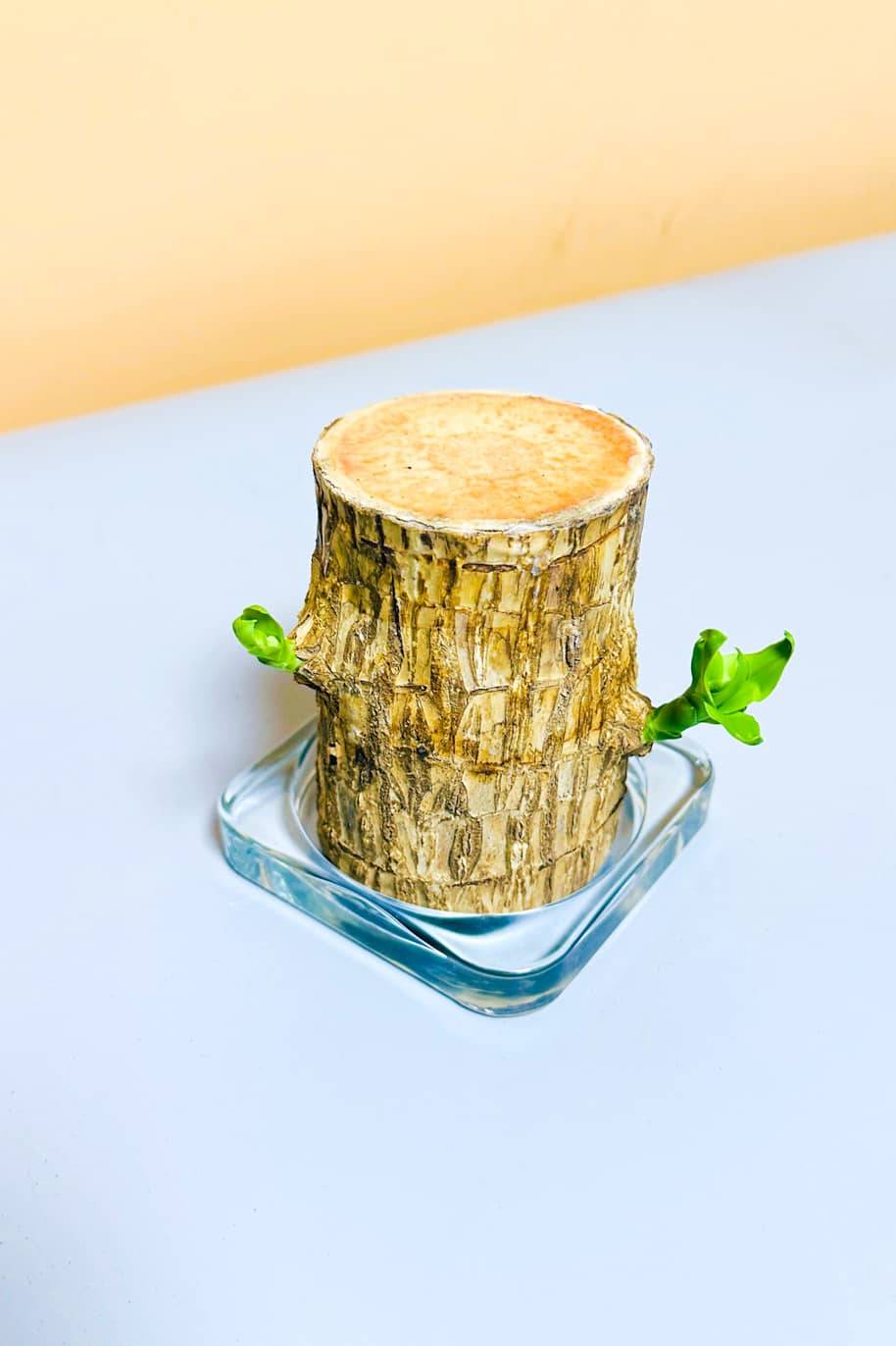 Brazilian Lucky Wood (Dracaena massangeana) - Image 2