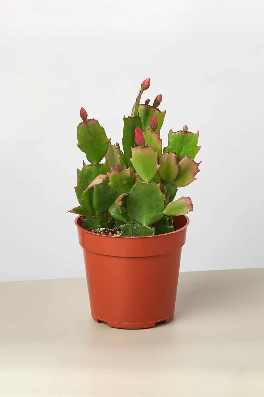 Christmas Cactus (Schlumbergera)
