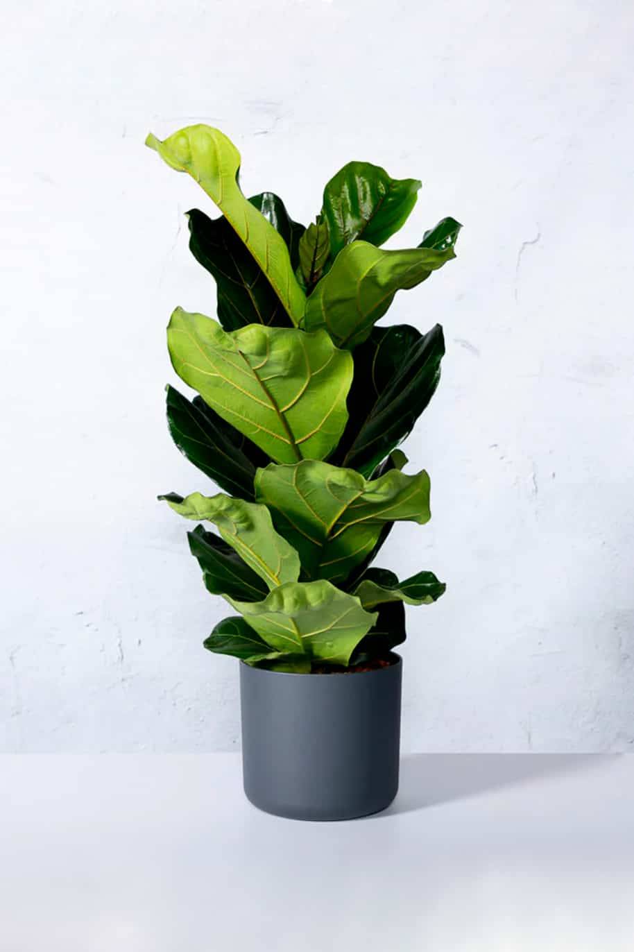 Fiddle-leaf Fig 100cm - 120cm Holland
