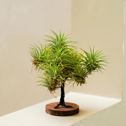 Air Plant (Tillandsia spp)