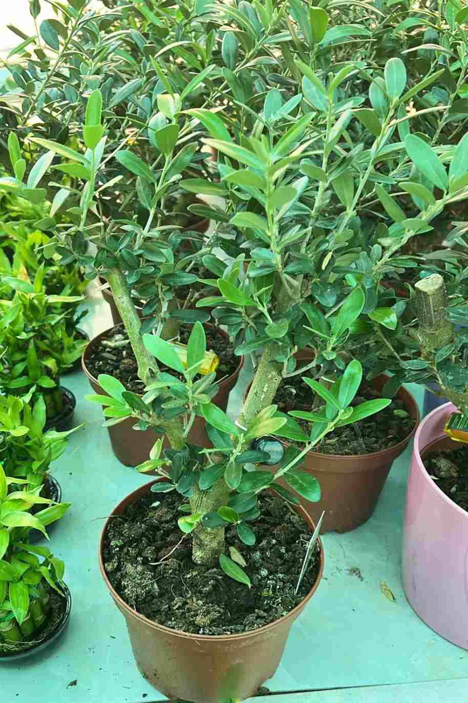 Olive Dwarf Indoor - Image 3